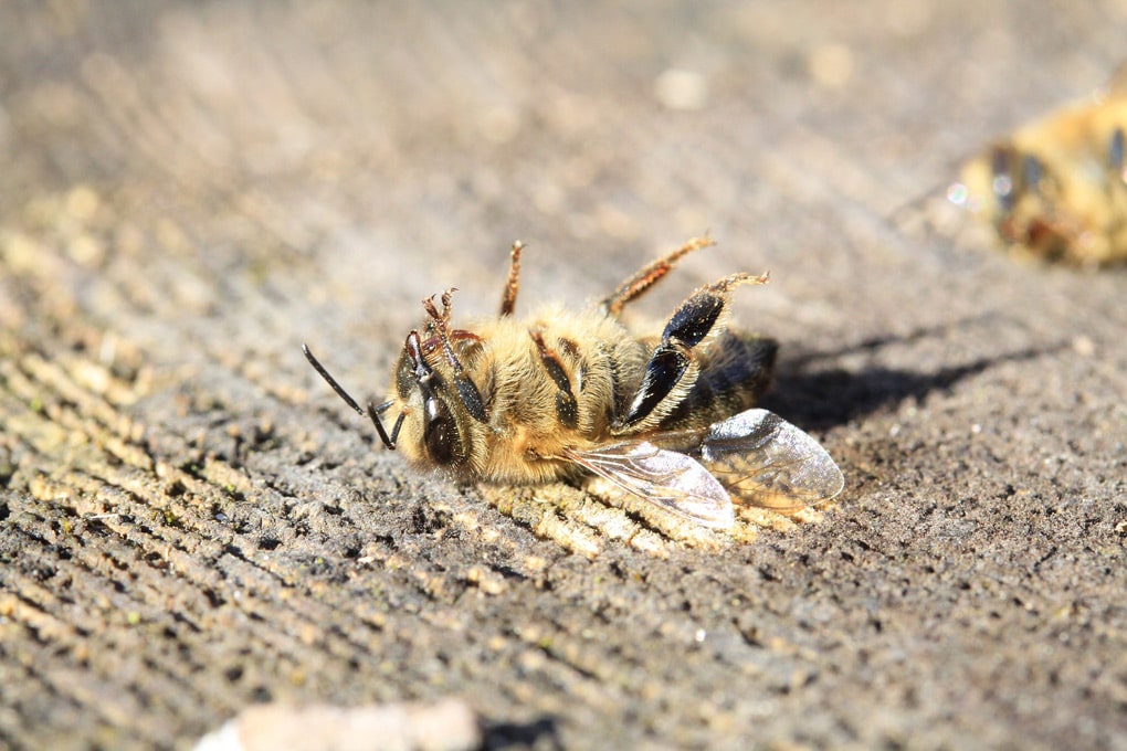 abeille-disparition