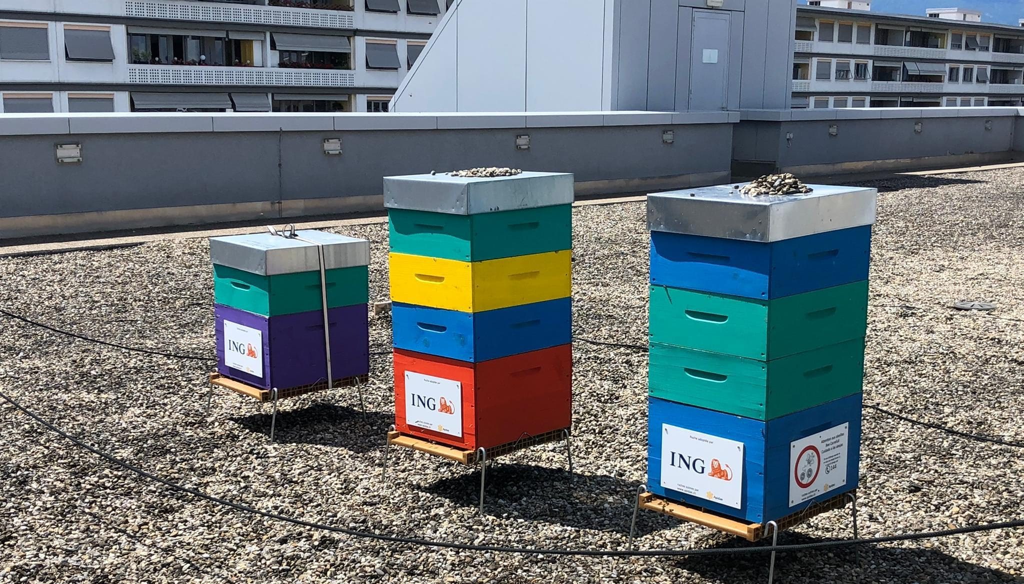 Des ruches sur un toit d'entreprise
